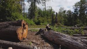 Best Root Management and Removal  in Becker, MN