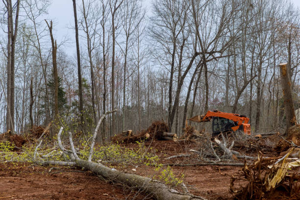 Reliable Becker, MN Tree Services Solutions