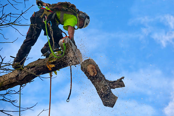 How Our Tree Care Process Works  in  Becker, MN