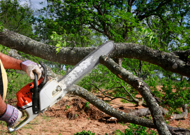 Best Firewood Processing and Delivery  in Becker, MN